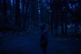 Leider hatten wir etwas pech, wie ihr lesen werdet. El Bosque Mexicano Que Ilumina Las Noches Con Luciernagas Verne Mexico El Pais