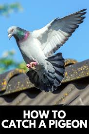 How To Catch A Pigeon In Your Backyard Effortlessly 2020 Own The Yard In 2020