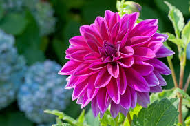 Such as in our collection of pictures of beautiful bouquets! Top 8 Most Beautiful Flowers In The World That Are Amazing
