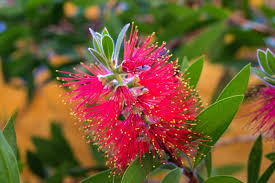 Image result for Callistemon