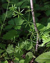 Image result for Galium simense
