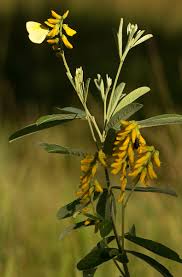 Image result for Eriosema psoraleoides