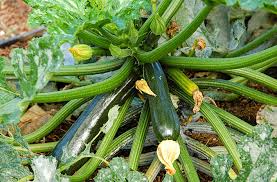 We did not find results for: Squash Bug Prevention Organic Control Joe Gardener