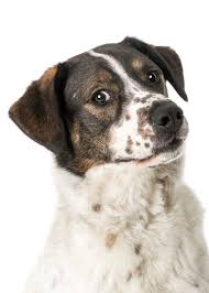 Big Black Brown White Dog Portrait Of A Large Brown White And Black Dog And He S Giving Me The Eye Animal Photography Dogs Animal Photography Black Dog