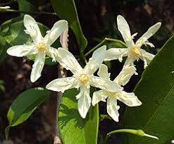 Image result for Dewevrella cochliostema