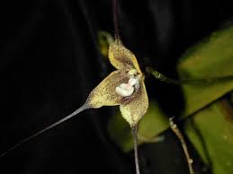 Image result for Platysepalum