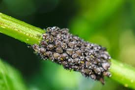 We live in the country so we do have issues and i can send a picture of a nest. Aphid Control And Treatments For Lawn Garden And Home Bugspray Com