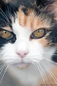 Sweet Beautiful Cats Videos Dailymotion Nice Pretty Cats Beautiful Cats Cats