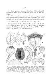 Image result for Empogona sp. A