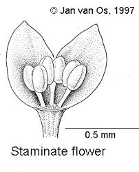 Image result for Micrococca mercurialis