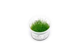 Image result for Eleocharis decoriglumis