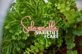 Image result for Selaginella soyauxii