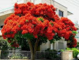 Pin By Evangeline Santiago On Flores Del Mundo Delonix Regia Flowering Trees Trees To Plant