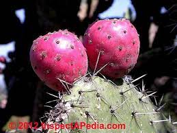 In addition to pretty prickly pear cactus flowers, the prickly pear cactus like the pencil cactus is an architecturally interesting plant. Fungal Mold Growth On Cactus Causes Cures Identification Of Mold Species That Grow On Cactus Plants