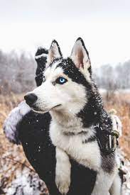 Lunas Twin Puppies Husky Dogs Husky