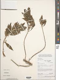 Image result for Clutia swynnertonii