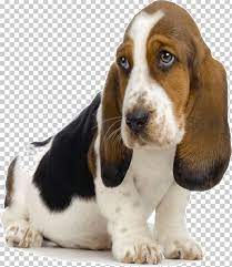 Beagle blue tick hound puppy. Basset Hound Bloodhound Puppy Bluetick Coonhound Beagle Png Clipart Animals Basset Artesien Normand Basset Hound Beagle