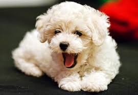 This will reflect the french bulldog's regal and beautiful looks. 200 Great Dog Names Lovetoknow