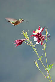 There are dozens of flowers they visit, but we share 15 flowers we call their favorites. How To Attract Hummingbirds Hummingbird Food Recipe
