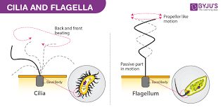 Check spelling or type a new query. Flagella Structure Types And Function Of Flagella