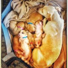 Most of the staff is, in fact. San Francisco Spca Reviews Glassdoor