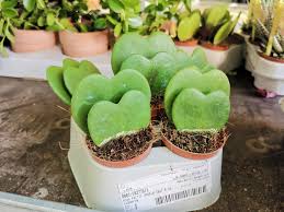 Going by the names sweetheart plant or valentine hoya, hoya kerrii is really easy to look after and keep healthy. Brincaflor Hoya Kerry Para Venda 1 Folha 3 50 2 Facebook