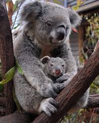 Koala Coach Is A New Education Company Inspired By Natures Design Of The Koala Pouch A System That Allows A Parent T Cuddly Animals Animals Cute Baby Animals