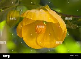 Image result for Abutilon sonneratianum