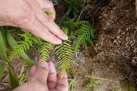 Image result for Pityrogramma aurantiaca