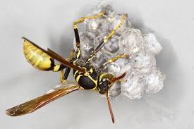 Black And White Wasp With Long Stinger Contact Support Diy Essential Oils Essential Oils Wasp Repellent