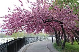 Small Trees For Yard Japanese Garden Plants Japanese Garden Blossom Trees