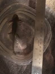 Red wigglers are fairly easy to get and are inexpensive (i bought mine at petsmart for $14. Food So I Think Yoshi Is Ready For Worm Soon So Once He Finishes The Last Of The Brine Shrimp I M Gonna Start Feeding Him Worm What Kind Do You All Recommend