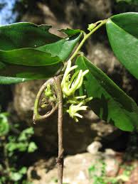 Image result for Artabotrys monteiroae