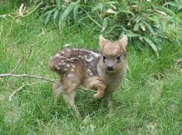 On rencontre le marlin bleu dans toutes les eaux. Un Jeune Pudu L Un Des Plus Petits Cervides Du Monde Vient De Voir Le Jour Au Zoo Du Queens Bebes Animaux Animaux Rares Photo Animaux