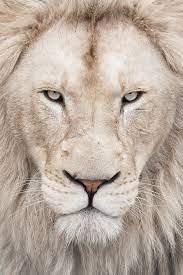 Lion wallpaper, black, white, black background, selective coloring. K344299 White Lion Wallpaper Px White Lion Wallpaper Iphone 1255x1880 Wallpaper Teahub Io