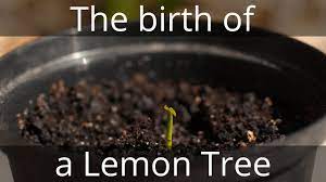 Orange, lemons including meyer lemon, tangerine, clementine, mandarin, lime, kumquat to me, growing a plant from seed all the way to the fruiting stage is a big, fun accomplishment depending on the time of year and your location, you may have quite a variety of fruit to choose from at the store. The Birth Of A Lemon Tree 4k Timelapse Youtube