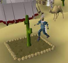 The shapes of cactus spines influence how they poke passersby. Money Making Guide Picking Cactus Spines Old School Runescape Wiki Fandom