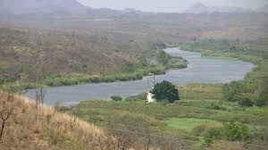 Image result for Cissus cucumerifolia