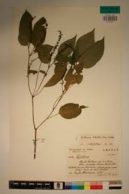 Image result for Hilleria latifolia