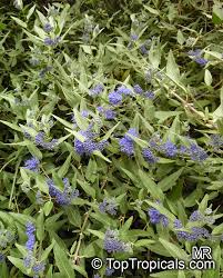 Image result for Caryopteris odorata