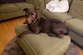 71w x 43d x 16.5h finish rose gold material leather *actual product color may vary from what is shown due to computer settings and room lighting. Fundraiser By Maranda Villella Life Saving Surgery For Remz