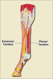Pdf effect of adding f. About Tendons Equine Tendon