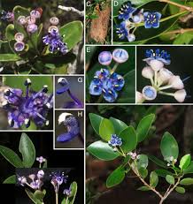 Image result for Dissotis pulchra