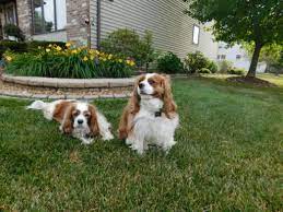 This is our limited service outpatient clinic that provides doctors and staff the ability to enjoy variety while the records and. Animal Hospital Pet Vet Express Reviews And Photos