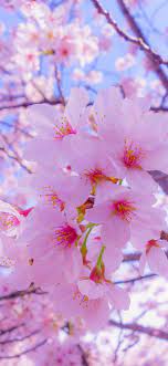 Pin By Sofia Mazzuccato On Wallpaper Cherry Blossom Wallpaper Nature Photography Flowers Flower Lockscreen