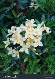 Image result for Pavetta radicans