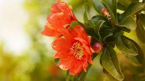 Maybe you would like to learn more about one of these? Pomegranate The Pretty Blossoms That Precede Tasty Fruits Cgtn