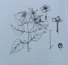 Image result for Mirabilis jalapa