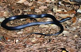 Snakes Of Louisiana Louisiana Department Of Wildlife And