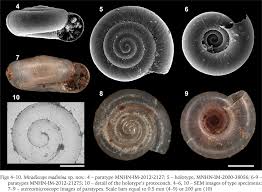 Image result for Stemodiopsis